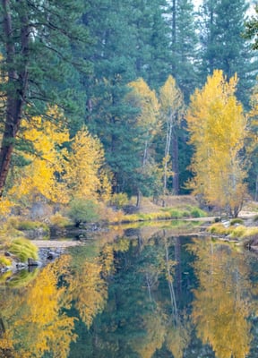West Walker River cottonwood and aspen in autumn