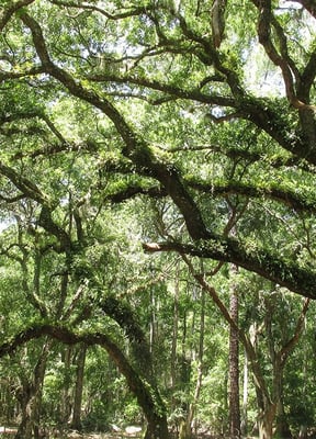 Lake Louisa State Park near Clermont, Florida
