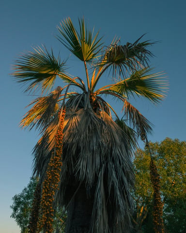 Date palm at dusk California