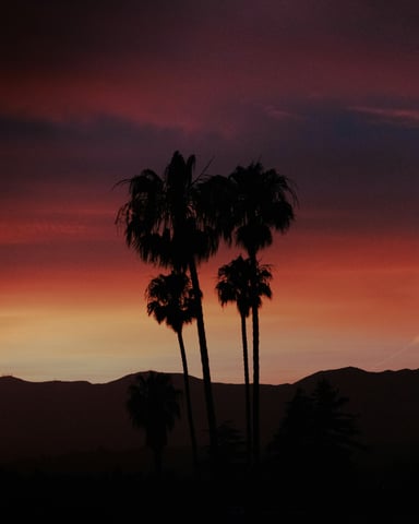 Palm trees at dusk in canyon