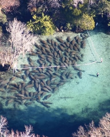 Florida manatees at Crystal River National Wildlife Refuge