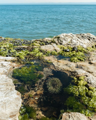 Tide pool with sea anemone and ocean beyond