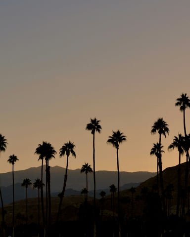 Palm trees silhouetted at sunset with mountains