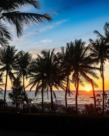 First light through Florida palms at sunrise