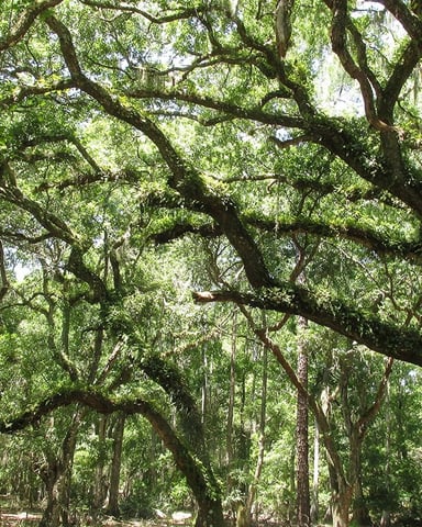 Lake Louisa State Park near Clermont, Florida