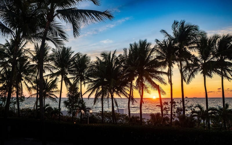 First light through Florida palms at sunrise