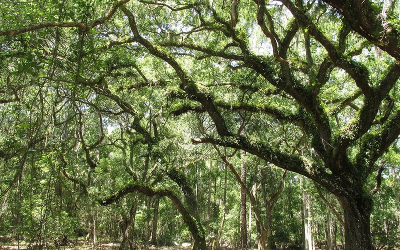 Lake Louisa State Park near Clermont, Florida, with cypress and lake